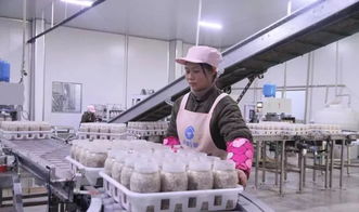 西南地區(qū)最大食用菌工廠化項(xiàng)目在萬(wàn)盛投產(chǎn)，引領(lǐng)產(chǎn)業(yè)升級(jí)與融合發(fā)展